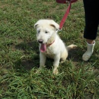 white puppy sitting