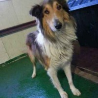 Ilsan shelter collie