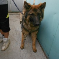 Shep, Korea's Rin Tin Tin 