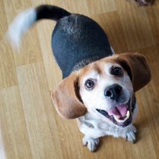The friendly beagle at the Ugidongmul shelter