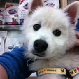 rescued Japanese Spitz