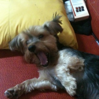 Yawning Molly