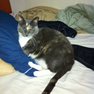 Mr. Lunch--her cuteness cannot really be captured in a photo