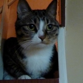 Millie on the stairs.