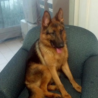 Apollo German Shepherd Korea