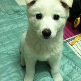 Adopt a jindo puppy.