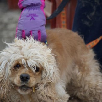 Piper and her mop head!