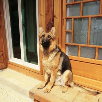 Pedigree certified German shepherd for adoption in Seoul