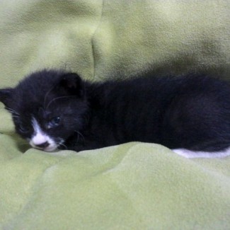 3 weeks old, abandoned kitten, male, black and white, cute, quiet