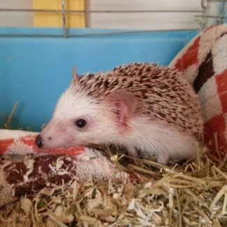 Look at him! I just woke him up for the pic but he's not even stressed out! All his spikes are down~