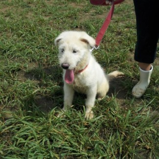 white puppy sitting