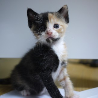 Tortie four weeks