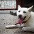 Smiling Jindo dog