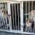 Three caged dogs 