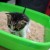 Kitten in litter box