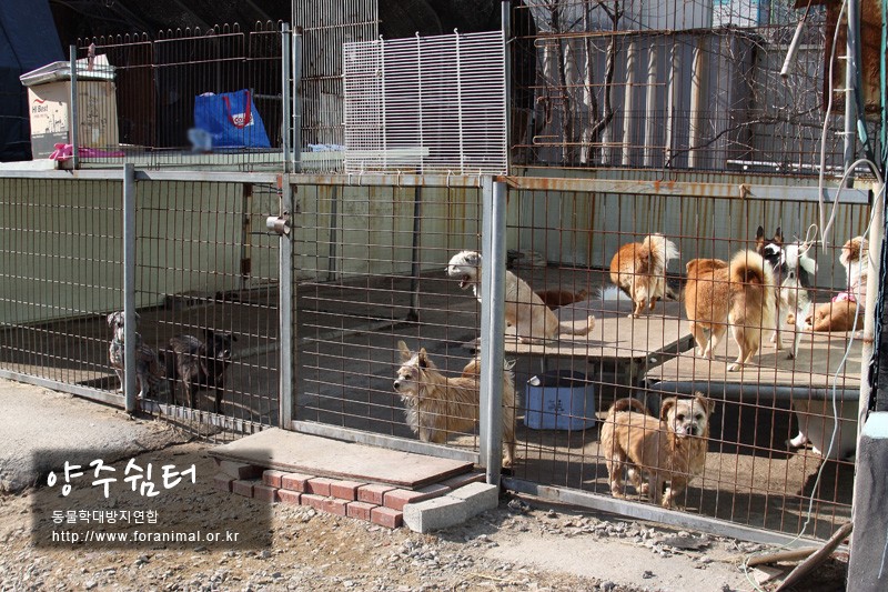 Korean Alliance for Prevention of Cruelty to Animals (KAPCA) ARK