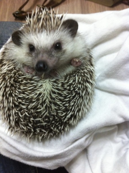 Nacho The Hedgehog Urgent Adopt A Hedgehog Nacho The Hedgehog Urgent Adopt A Hedgehog