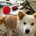 Chained dog in muddy yard