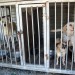 Three caged dogs 