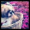 Bailey's picture