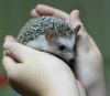 I Love Hedgies's picture
