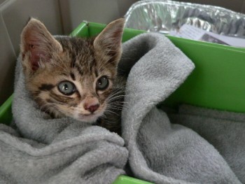 Foster kitten wrapped in blanket