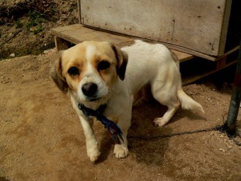 Chained dog and dog house