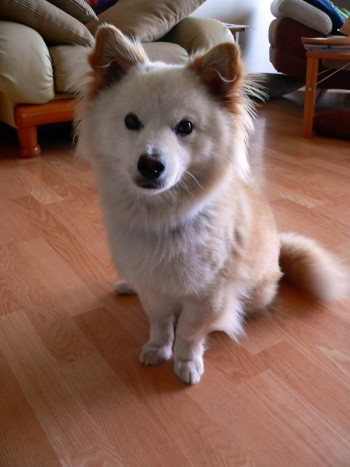 White dog sitting in living room