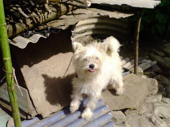 Maltese chained to outdoor doghouse