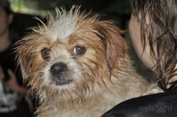 Wet Shih-tzu