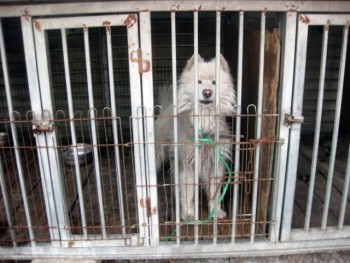 Caged Samoyed at a municipal shelter