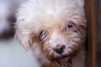 Closeup of Maltese