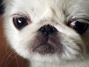 Closeup of Pekingese