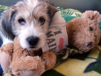 Puppy snuggling toy