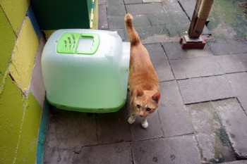 Cat standing near litter box