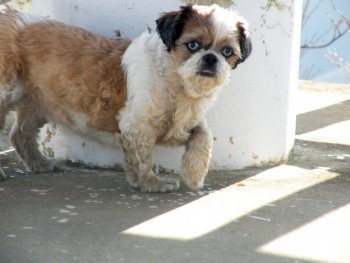 Stray shihtzu dog